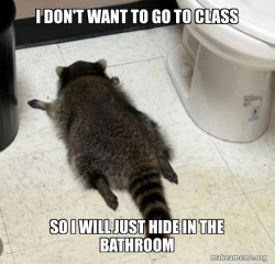 Drunk Raccoon