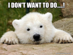 Popular Opinion Bear