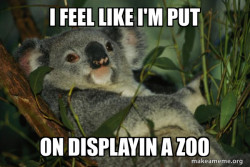 Laid Back Koala