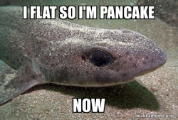 Dirty Joke Dogfish