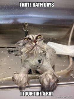 Cat Bath Returns