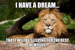 Contemplative Lion