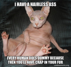Hairless Cat