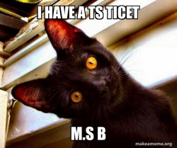 Overly Attached Cat
