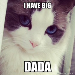 Ridiculously Photogenic Cat