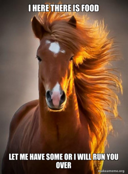 Ridiculously photogenic horse
