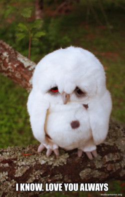 Sad Owl