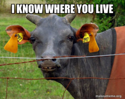Hairless Cow