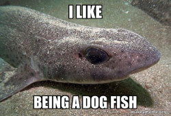 Dirty Joke Dogfish