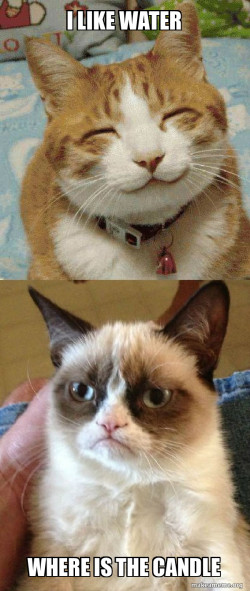 Grumpy Cat vs Happy Cat