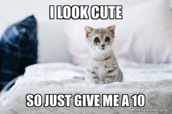 Cute Kitten