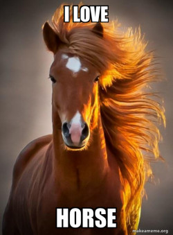 Ridiculously photogenic horse