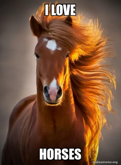 Ridiculously photogenic horse