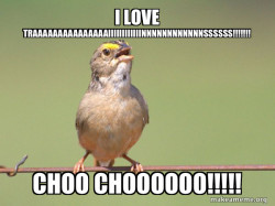 Common Opinion Sparrow