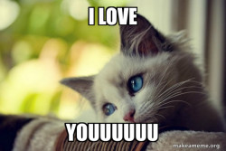 First World Cat Problems
