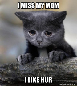 Confession Cat