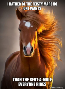 Ridiculously photogenic horse