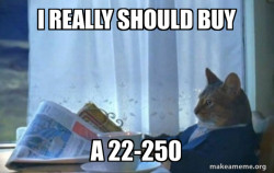 Sophisticated Cat