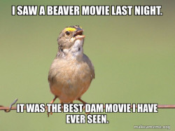 Common Opinion Sparrow