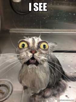 Cat bath
