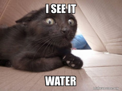 Schitzo Cat