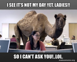Hump Day Camel