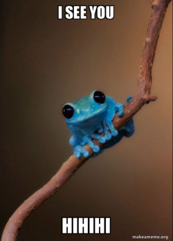 Small Fact Frog