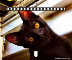 Overly Attached Cat