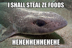 Dirty Joke Dogfish