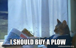 Sophisticated Cat