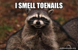 Evil Plotting Raccoon