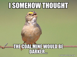 Common Opinion Sparrow