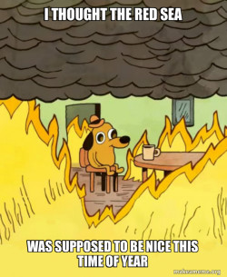This Is Fine