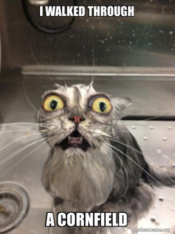 Cat bath