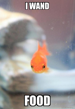 Grumpy Fish