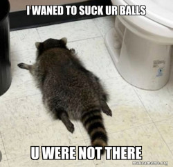 Drunk Raccoon