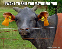 Hairless Cow