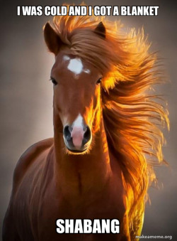 Ridiculously photogenic horse