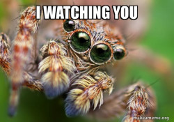 Hipster Spider