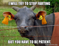 Hairless Cow