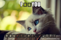 First World Cat Problems
