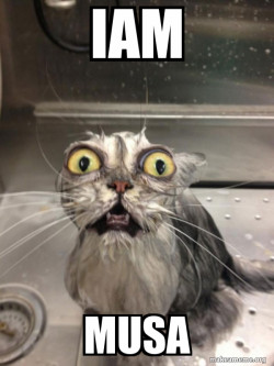 Cat bath