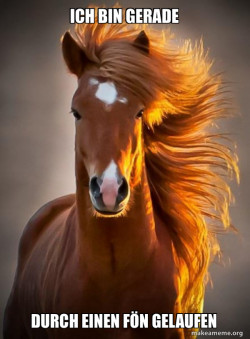 Ridiculously photogenic horse