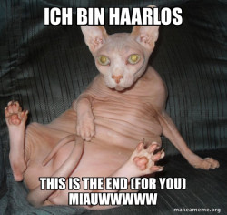 Hairless Cat