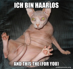 Hairless Cat