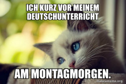 First World Cat Problems