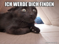 Schitzo Cat