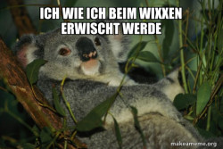 Laid Back Koala