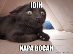 Schitzo Cat