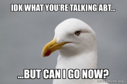 Stuff That Didn't Happen Seagull